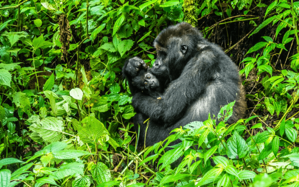 Die Lebensräume von Gorillas und anderen Affenarten erhält Pro Wildlife mit dem Erlös aus der Handysammlung.