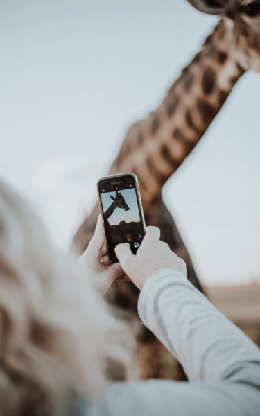 Eine Smartphone-Nutzerin macht ein Foto von einer Giraffe.