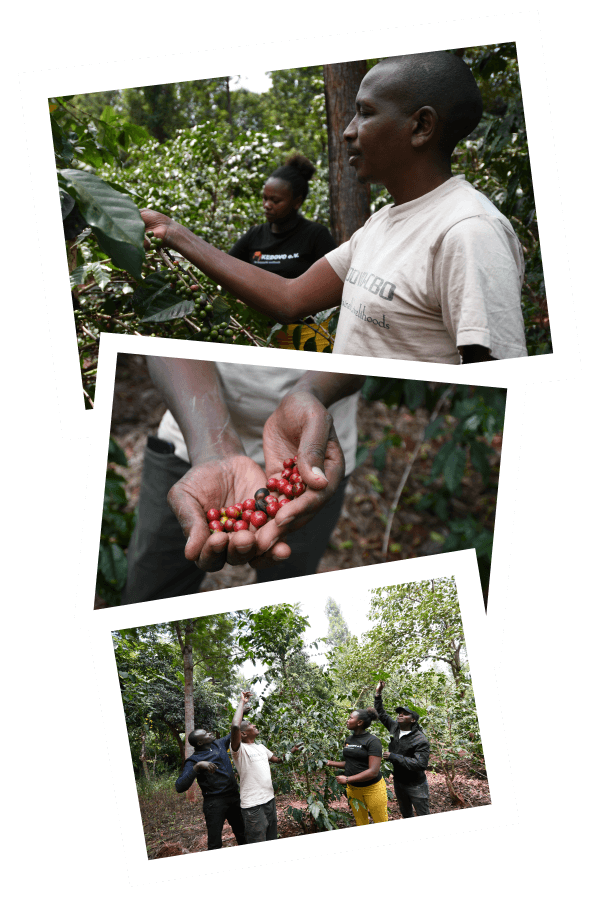 Bilder der Kaffeeplantage und Kaffeekleinbauer